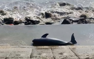 Xác cá voi nặng khoảng 40 kg trôi dạt vào bờ biển Quảng Trị