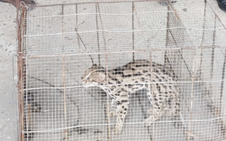 Cần Thơ: Đặt bẫy do mất gà vịt nhưng bắt được loài mèo quý hiếm