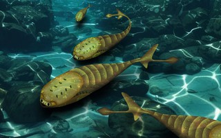 Một điều khủng khiếp đã giúp loài cá đột ngột có mặt trên Trái Đất