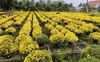 Vĩnh Long "giải cứu" hàng ngàn chậu cúc mâm xôi nở sớm cho nhà vườn