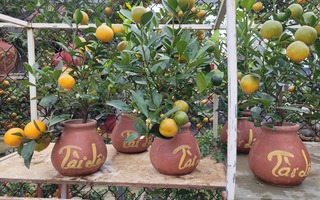 Quất bonsai mini giá vài trăm ngàn đồng mỗi bình