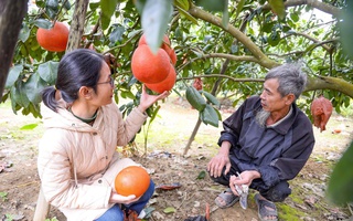 VIDEO: Nông dân 1 xã ở Thanh Hóa kiếm hàng tỉ đồng từ bưởi tiến vua "đỏ từ trong ra ngoài"
