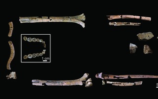 Lộ diện bộ hài cốt cổ xưa nhất của "loài người thực thụ"