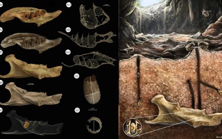 Phát hiện “hóa thạch lồng hóa thạch” có một không hai