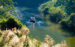 Tràng An say đắm lòng người mùa lau sậy trổ bông