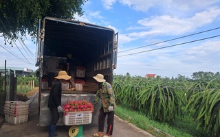 Thanh long nghịch vụ hút hàng, giá cao dịp cận Tết