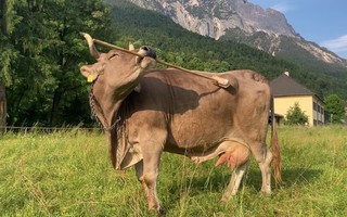 Một con bò ở Áo xuất hiện điều tưởng chỉ có ở con người