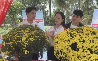 Chung tay hỗ trợ nhà vườn tiêu thụ cúc mâm xôi nở sớm