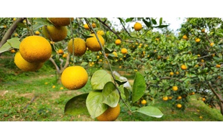 “Lạc lối” giữa những vườn cam chín vàng, trĩu quả