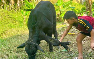 Xôn xao con bò có 6 chân, 2 chân "mọc" ở cổ