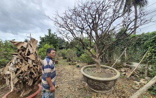 Nhà vườn Khánh Hòa lao đao trước thời điểm “ăn nên làm ra”