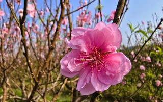 Hoa đào nở rộ, người trồng đào lo mất Tết