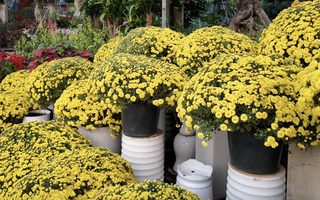 Giá cúc mâm xôi Tết có rẻ khi nhiều nơi kêu “giải cứu”?