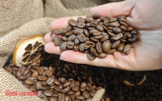 Giá cà phê hôm nay 25-1: Giá tăng 3 con số nhưng người trồng chỉ vui một nửa 