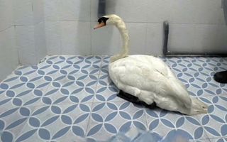 Công an TPHCM thông tin chính thức vụ trộm thiên nga trắng trong Thảo Cầm Viên