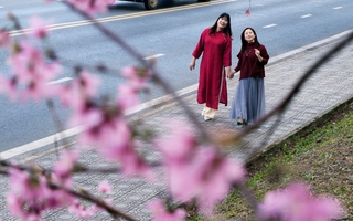 Du khách đổ về những cung đường mai anh đào đẹp nhất Đà Lạt