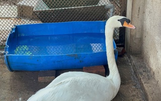 Thiên nga trắng bị trộm nhét vào ba lô mang khỏi Thảo Cầm Viên Sài Gòn