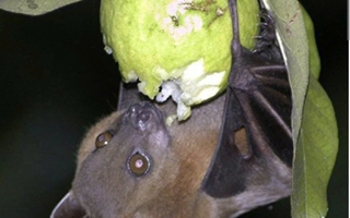 Chủ động phòng chống dịch bệnh do virus Nipah