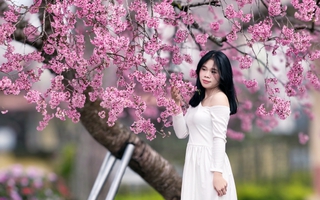 Cây mai anh đào "siêu hot" ở Đà Lạt, hàng trăm người chờ check-in mỗi ngày