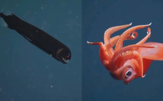 Chạm trán những sinh vật ngoạn mục dưới đáy biển sâu