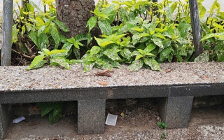 Hàng ngàn chim én “chiếm phố”, người dân Cần Thơ than trời vì phân chim