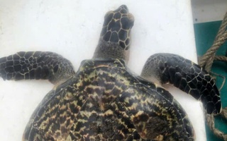 Con vật quý hiếm bất ngờ nằm trong lưới ngư dân Đà Nẵng