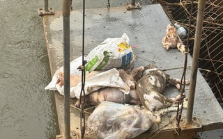 Ám ảnh heo chết, xác động vật thối rửa trên kênh dẫn nước đến hồ Dầu Tiếng