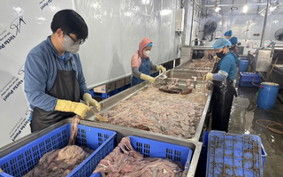 Hơn 60 tấn lòng heo hôi thối, chuyển màu nằm trong kho lạnh