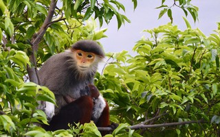 Chuyên gia hé lộ "căn duyên" đặc biệt giải cứu đàn voọc quý hiếm ở núi Hòn Dồ