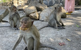 Khỉ rượt đuổi, tấn công người đi bộ ở TPHCM