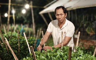 Làng hoa Tết gượng dậy sau bão lũ