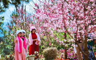 Những vườn mai anh đào giúp du lịch Quảng Ngãi bội thu