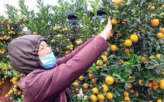 VIDEO: "Thủ phủ" quất Tết ở Hà Nội nóng lên từ rất sớm