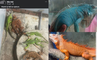 Vỡ mộng thú chơi rồng Nam Mỹ