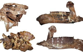 Quái vật dài 12 mét làm giới khoa học "lạc lối" hơn 100 năm