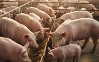 Dự báo về giá heo hơi Tết Bính Ngọ 2026, khó lên tới 80.000 đồng/kg?