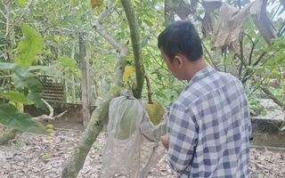 Giá mít Thái tăng cao nhưng vì sao nhà vườn miền Tây không vui?