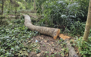 Ai đứng sau vụ 41 cây xà cừ bị đốn hạ trong khu văn hoá ở Cần Thơ?