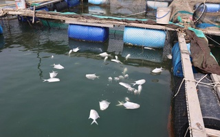 Nguyên nhân khiến cá nuôi lồng bè sông Chà Và chết hàng loạt
