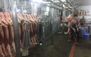 Giá heo hơi hôm nay, 7-1: Bật tăng trở lại