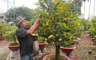 Diễn biến mới trên thị trường hoa mai Tết 2026