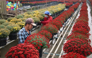 Rộn ràng hoa Tết