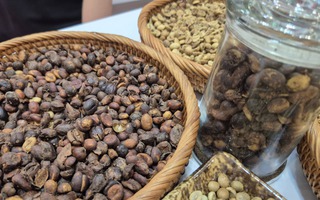 Giá cà phê hôm nay 8-1: Robusta giảm, Việt Nam bùng nổ xuất khẩu