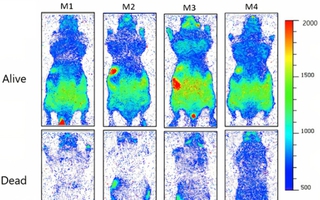 Con người thực sự đang phát sáng và sẽ tối lại sau khi chết