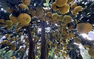 Hai chậu bưởi Diễn khổng lồ gần 800 quả khiến ai đi qua cũng phải ngoái nhìn