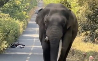 CLIP: Voi ngà lệch “đi dạo” ở Đồng Nai, người dân bỏ xe máy chạy thoát thân