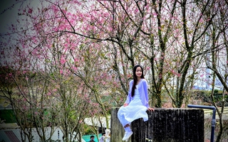 Quang Dũng, Hồng Nhung biểu diễn trong Lễ hội Mai anh đào Đà Lạt