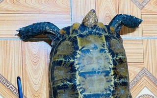 Bắt được rùa núi viền quý hiếm giữa ruộng, người dân lập tức giao nộp