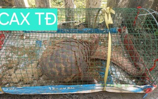 Đặt lồng bắt cua, không ngờ dính con vật quý hiếm nặng 5 kg