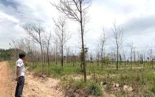 Gia Lai thu hồi đất cao su kém hiệu quả để phát triển kinh tế